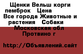 Щенки Вельш корги пемброк › Цена ­ 35 000 - Все города Животные и растения » Собаки   . Московская обл.,Протвино г.